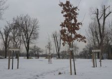 M5 TV – Nagyvárosi parkok a klímaváltozás árnyékában – miben segít a tél? – 2026/6. adás – 2026.02.08.