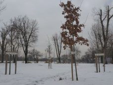 M5 TV – Nagyvárosi parkok a klímaváltozás árnyékában – miben segít a tél? – 2026/6. adás – 2026.02.08.