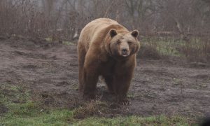 M5 TV – Erdei utakon – Ajánló – 2026/6. adás – 2026.02.08. vasárnap 16:40