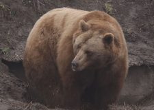 M5 TV – Mentett medvék Veresegyházon – út a szabadságig – 2026/6. adás – 2026.02.08.