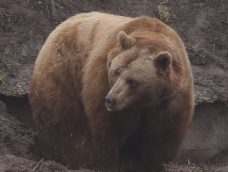 M5 TV – Mentett medvék Veresegyházon – út a szabadságig – 2026/6. adás – 2026.02.08.