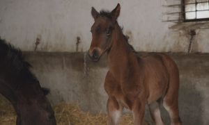 M5 TV – Erdei utakon – Ajánló – 2026/7. adás – 2026.02.15. vasárnap 16:40