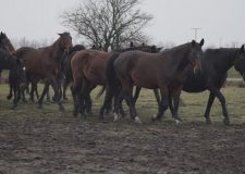 M5 TV – Nóniuszi lovak Hortobágyon – 2026/7. adás – 2026.02.15.