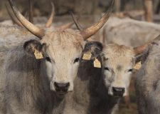 M5 TV – Téli költözés – szürke marhák Csopakon – 2026/7. adás – 2026.02.15.