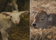 M5 TV – Magyar örökségünk – génmegőrzés a Hortobágyon – 2026/10. adás – 2026.03.08.