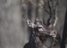 M5 TV – Tavaszi kirándulás – mire figyeljünk agancshullajtás idején? – 2026/12. adás – 2026.03.22.