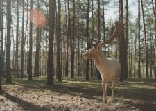 M5 TV – Látogatás a Vácdukai Vadasparkban – 2026/13. adás – 2026.03.29.