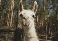 M5 TV – Erdei utakon – 2026/13. adás – 2026.03.29.