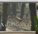 M5 TV – Erdő Ernő bácsi meséi – A dámszarvas  – 2026/41. adás – 2026.10.11.