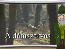 M5 TV – Erdő Ernő bácsi meséi – A dámszarvas  – 2026/41. adás – 2026.10.11.
