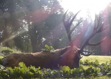 Kapitális bika a Lábodi Erdészetből – 2014. szeptember 28-i adásból