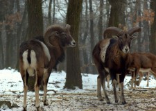 A muflonról – pro- és kontra: A természetvédők utálják, a vadászok szeretik!