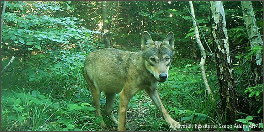 Farkast rögzített az Aggteleki Nemzeti Park kameracsapdája! – 2015.08.24