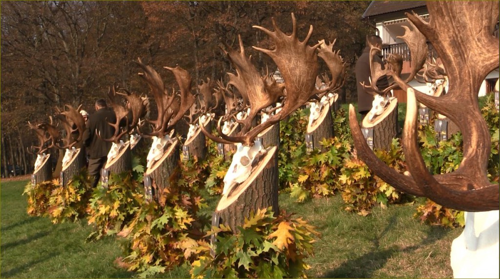 Großartige Damhirsch Trophäen-Rundschau am Jagdhaus von Óbíród –  05.11.2015