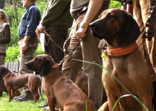 Véreb szakmai Nap Katalinpusztán – 2016.05.17