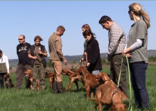 Vorstehhund-Kurs und VAV-Bewerbertraining in Nádasdladány – 16. 04. 2016