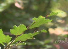 Magyarország elkötelezett a vadon élő állat- és növényfajok védelmében