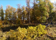 Erdőmérnök nap a Mecsekerdő Zrt-nél – 2016.10.13