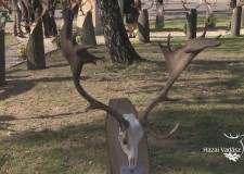 Két kapitális dámbika elejtésének története a Gyulaj Zrt. dám trófeaszemléjén – 2016.10.26