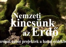 Nemzeti kincsünk az erdő – filmsorozat az M5-ön