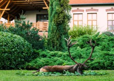 Egy, már negyedik éve számon tartott gímbika terítékre hozásával kezdődött meg a vadászati főidény a SEFAG Zrt. Nyugat-Zselici Vadászterületén_2017.09.07