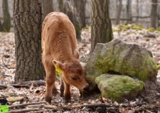 Újabb őstulok borjú született a Budakeszi Vadasparkban! – 2018.01.30.