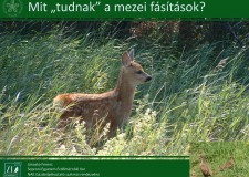 Visszanézhetőek az “Agrárerdészeti rendszerek és az új vadkárbecslési útmutató” c. konferencia előadásai! – 2019.01.16.