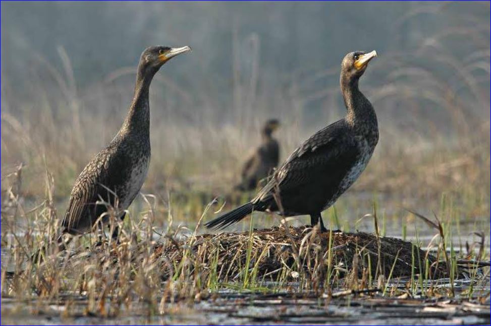 A kárókatonák túlszaporodott állományának csökkentése – Tisza-Tó