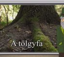 M5 TV – Erdő Ernő bácsi meséi – A tölgyfa – 2025/10. adás – 2025.03.09.