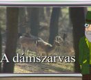 M5 TV – Erdő Ernő bácsi meséi – A dámszarvas – 2025/23. adás – 2025.06.08.