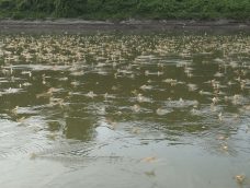 M5 TV – Virágzik a Tisza – kérészek a folyón – 2025/26. adás – 2025.06.29.