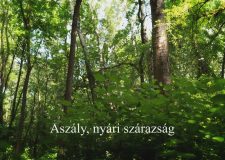 M5 TV – Nemzeti Kincsünk az Erdő – Aszály, nyári szárazság – 2025/28. adás – 2025.07.13.