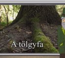 M5 TV – Erdő Ernő bácsi meséi – A tölgyfa – 2025/32. adás – 2025.08.10.