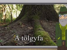 M5 TV – Erdő Ernő bácsi meséi – A tölgyfa – 2025/32. adás – 2025.08.10.