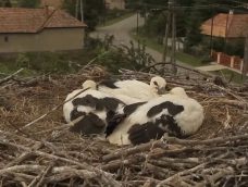 M5 TV – Erdei utakon – Reviczky Gáborral – Ajánló – 2025/33. adás – 2025.08.17. vasárnap 16:35
