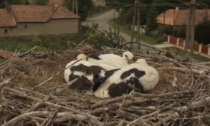 M5 TV – Erdei utakon – Reviczky Gáborral – Ajánló – 2025/33. adás – 2025.08.17. vasárnap 16:35
