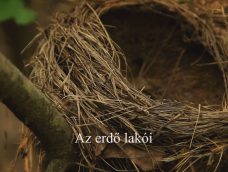 M5 TV – Nemzeti Kincsünk az Erdő – Az erdő lakói – 2025/39. adás – 2025.09.28.