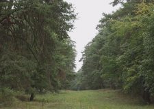 M5 TV – Látogatás a Fenyőfői Ősfenyves védett erdejében – 2025/42. adás – 2025.10.19.