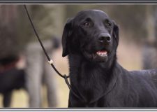 M5 TV – Erdő Ernő bácsi meséi – A vadászkutyák – 2025/47. adás – 2025.11.23.