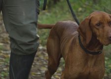 M5 TV – Vizsla főverseny Vásárosnaményban – 2025/47. adás – 2025.11.23.