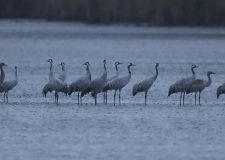 M5 TV – Hortobágyi daruvonuláson jártunk – 2025/47. adás – 2025.11.23.