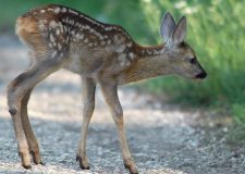 M5 TV – Az őzállomány hazai helyzete; Őzgidamentési program – 2025/45. adás – 2025.11.09.