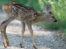 M5 TV – Az őzállomány hazai helyzete; Őzgidamentési program – 2025/45. adás – 2025.11.09.