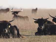 M5 TV – A hortobágyi őstulok populáció múltja és jelene – 2025/49. adás – 2025.12.07.