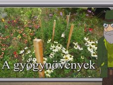 M5 TV – Erdő Ernő bácsi meséi – A gyógynövények – 2025/49. adás – 2025.12.07.