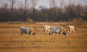 M5 TV – Erdei utakon – Ajánló – 2025/50. adás – 2025.12.14. vasárnap 16:40