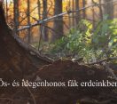 M5 TV – Nemzeti Kincsünk az Erdő – Ős- és idegenhonos fák erdeinkben – 2026/3. adás – 2026.01.18.
