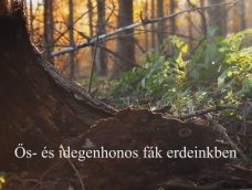 M5 TV – Nemzeti Kincsünk az Erdő – Ős- és idegenhonos fák erdeinkben – 2026/3. adás – 2026.01.18.