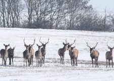 M5 TV – Erdei utakon – Ajánló – 2026/4. adás – 2026.01.25. vasárnap 16:40
