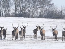M5 TV – Erdei utakon – Ajánló – 2026/4. adás – 2026.01.25. vasárnap 16:40